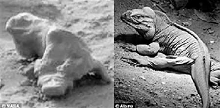 快来看这些“火星蜥蜴”
