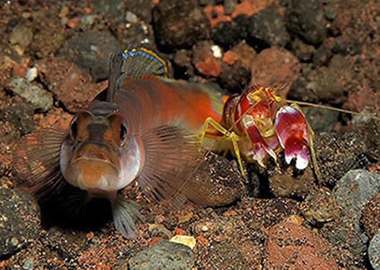枪虾科种类最大的特征是两只螯不一样大