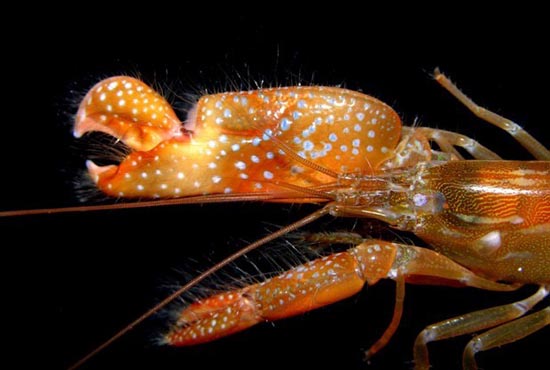 枪虾会与虾虎鱼结成合作伙伴，共同生活在一个洞穴中。