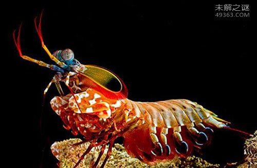鬼虾体长超过了24厘米，世界上最大的虾