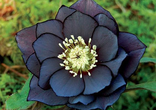 它是一种诡异的力量黑色花，能够召唤“地狱的恶鬼”