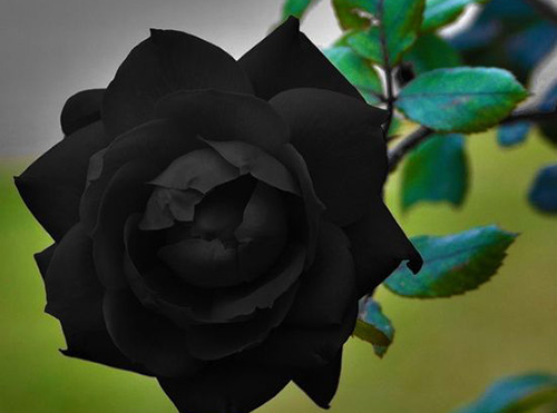 它是一种诡异的力量黑色花，能够召唤“地狱的恶鬼”