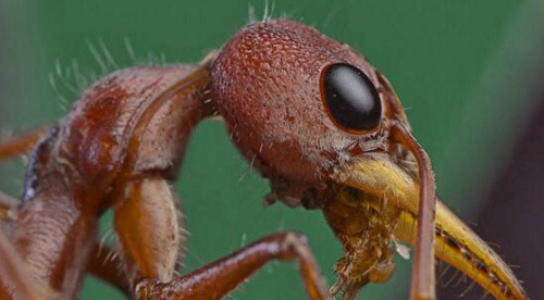 世界十大毒蚂蚁