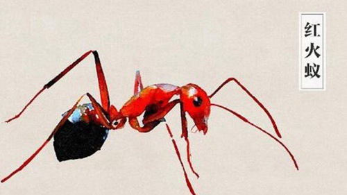 世界十大毒蚂蚁