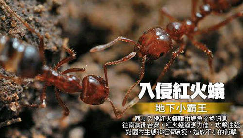 红火蚁为什么会入侵我国？