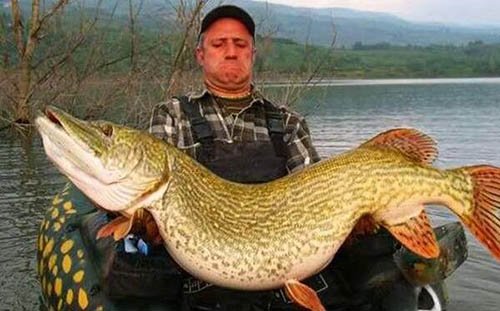 世界上最长寿的鱼 狗鱼