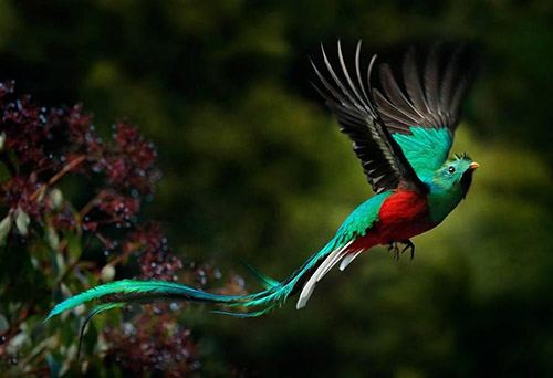 凤尾绿咬鹃，世界上最美最可爱的鸟