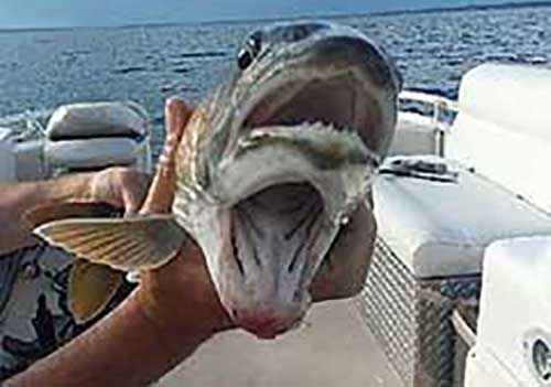 两张嘴的怪鱼，盘点最令人恐惧的鱼类