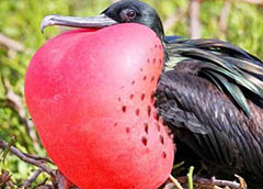 濒临灭绝的奇异鸟类，杀一只菲律宾雕12年监