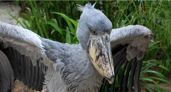 全球10大濒危奇异的鸟类