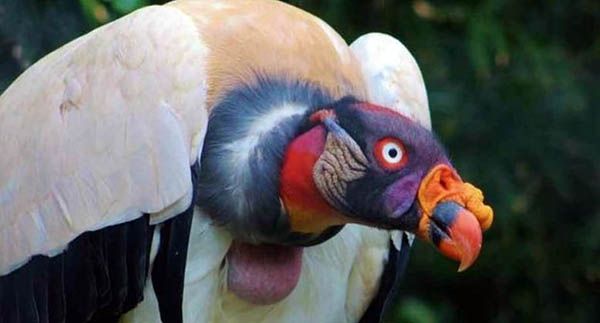 全球10大濒危奇异的鸟类