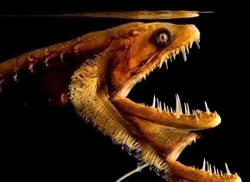 两张嘴的怪鱼，盘点最令人恐惧的鱼类