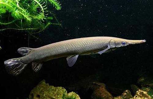 广东现身“水中杀手”怪鱼：在地球上生存了1亿多年