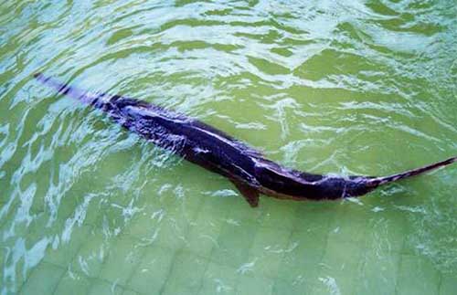 广东现身“水中杀手”怪鱼：在地球上生存了1亿多年
