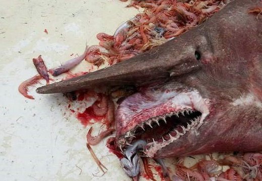 全球10大最可怕的鲨鱼排行榜