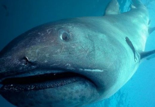 全球10大最可怕的鲨鱼排行榜