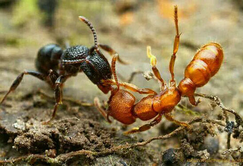 牛头犬蚁:世界上最毒最危险的蚂蚁