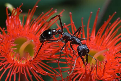 牛头犬蚁:世界上最毒最危险的蚂蚁