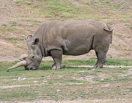 盘点近40年十一大灭绝珍稀动物 生物或面临再次大灭绝