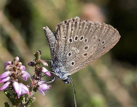 盘点近40年十一大灭绝珍稀动物 生物或面临再次大灭绝