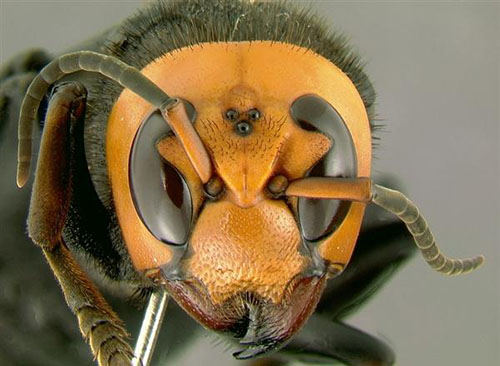 英摄影师拍到大黄蜂对着镜头微笑，别拿生命开玩笑