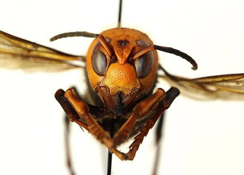 英摄影师拍到大黄蜂对着镜头微笑，别拿生命开玩笑