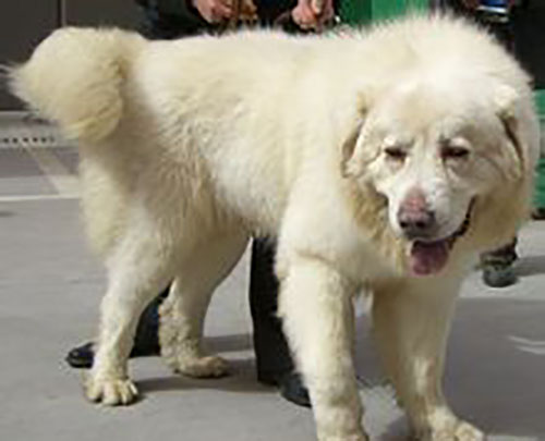 凶猛的“中华神犬”雪獒：全身雪白价值百万元