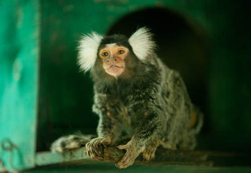 印度动物园8只珍稀毛狨被盗：体重仅有250多克