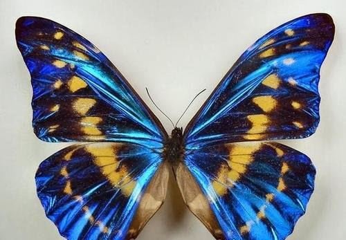 世界八大名贵蝴蝶盘点 最珍贵的是我国的国蝶(四种为中国特有)