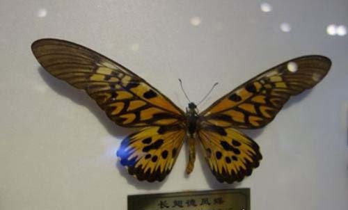 世界八大名贵蝴蝶盘点 最珍贵的是我国的国蝶(四种为中国特有)