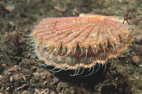 英格兰捕获的巨海扇蛤,吃下肚子会怎样？