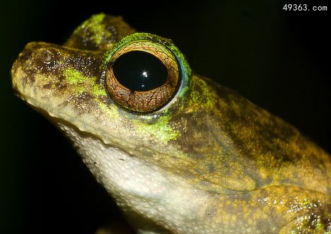 绿眼蛙