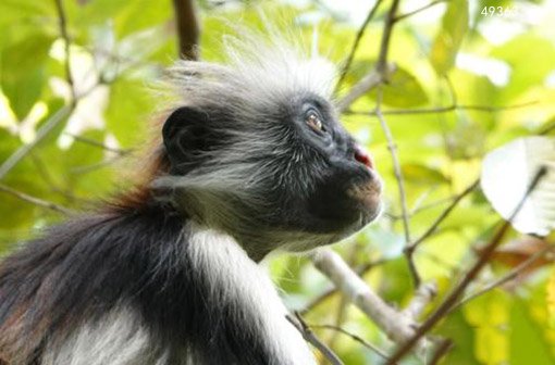 马达加斯加狐猴面临灭绝危险 