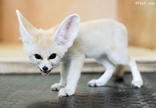 耳廓狐:世界上最小的狐狸 耳廓狐在中国可以养吗?