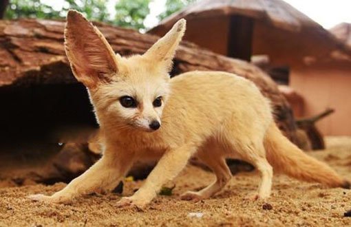 耳廓狐:世界上最小的狐狸 