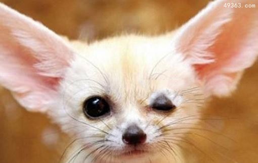耳廓狐在中国可以养吗?