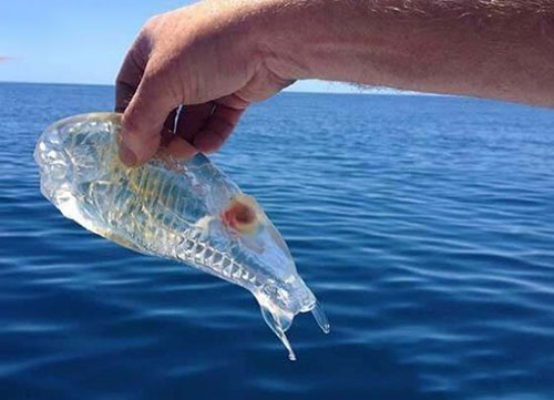 奇特的海洋生物排行榜