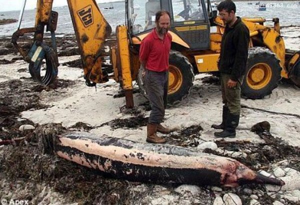 英国海岸惊现罕见海洋动物“剑吻鲸”尸体