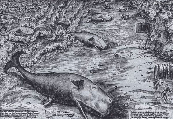 英国海岸惊现罕见海洋动物“剑吻鲸”尸体