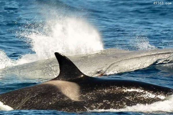 鲸鱼的天敌是什么?虎鲸“群殴”鲸鱼以量取胜