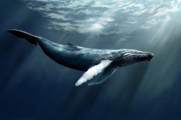 鲸鱼的天敌是什么?虎鲸“群殴”鲸鱼以量取胜
