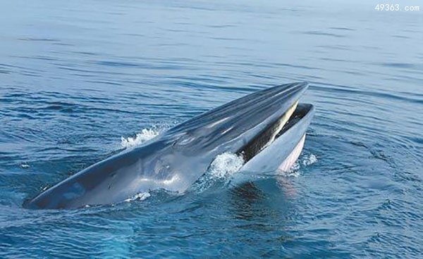 海洋中最神秘的鲸鱼，布氏鲸犹如海底下的列车