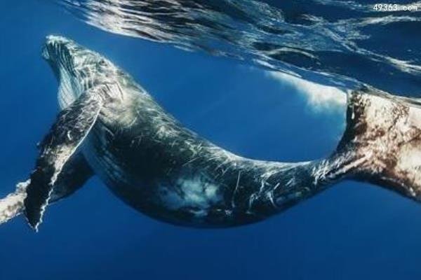 人类都需要退避三舍的动物：蓝鲸