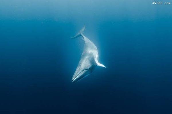 鲸鱼有多少种？鲸鱼在地球生活多少年？