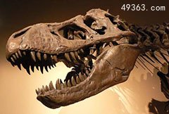 什么海洋生物的头骨最大？五大完整古上龙化石揭秘