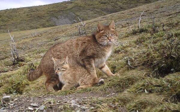 帕拉斯猫非常凶猛,世界十大凶猫榜上有名