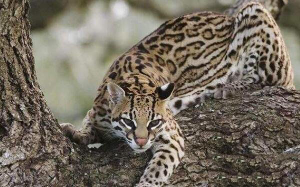 帕拉斯猫非常凶猛,世界十大凶猫榜上有名