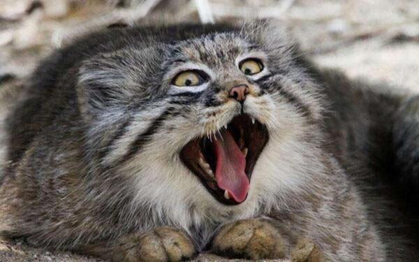 帕拉斯猫非常凶猛，世界十大凶猫榜上有名