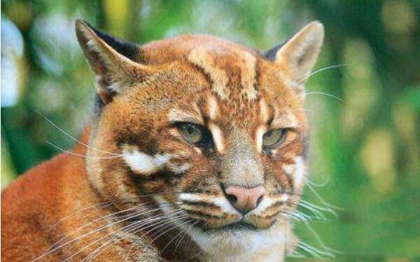 帕拉斯猫非常凶猛,世界十大凶猫榜上有名
