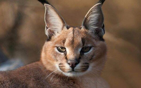 帕拉斯猫非常凶猛,世界十大凶猫榜上有名
